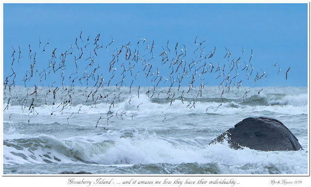 Gooseberry Island: ... and it amazes me how they leave their individuality...