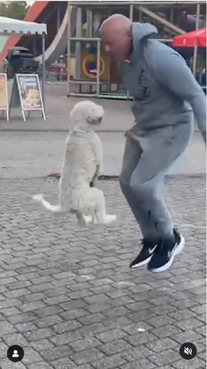 A Dog playing jump rope with owner