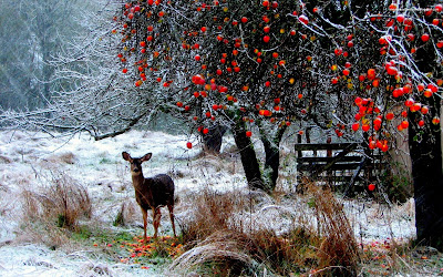 ciervo-venado-animal-manzanas-arbol-nieve-invierno-frio-hd-wallpaper