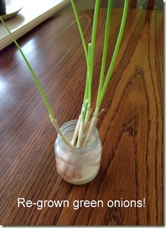 Re-grown green onions!