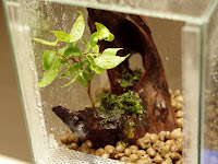 uprawa hydroponiczna w terrarium