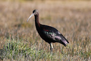 My train journey to work takes me over the site so there is even a chance of . (glossy ibis )