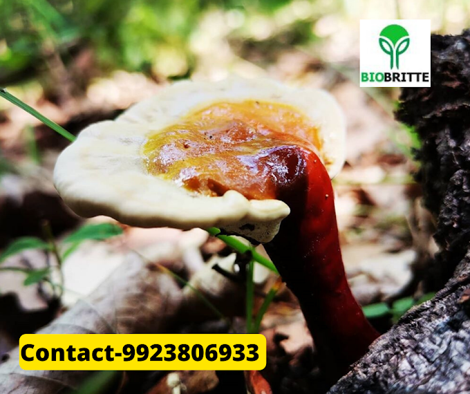 Ganoderma contract farming in Aurangabad | Biobritte mushrooms | Biobritte mushroom training