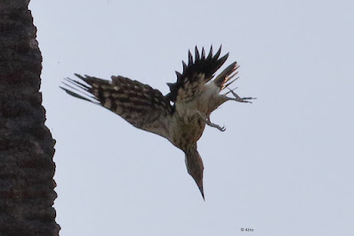 Black-rumped Flameback