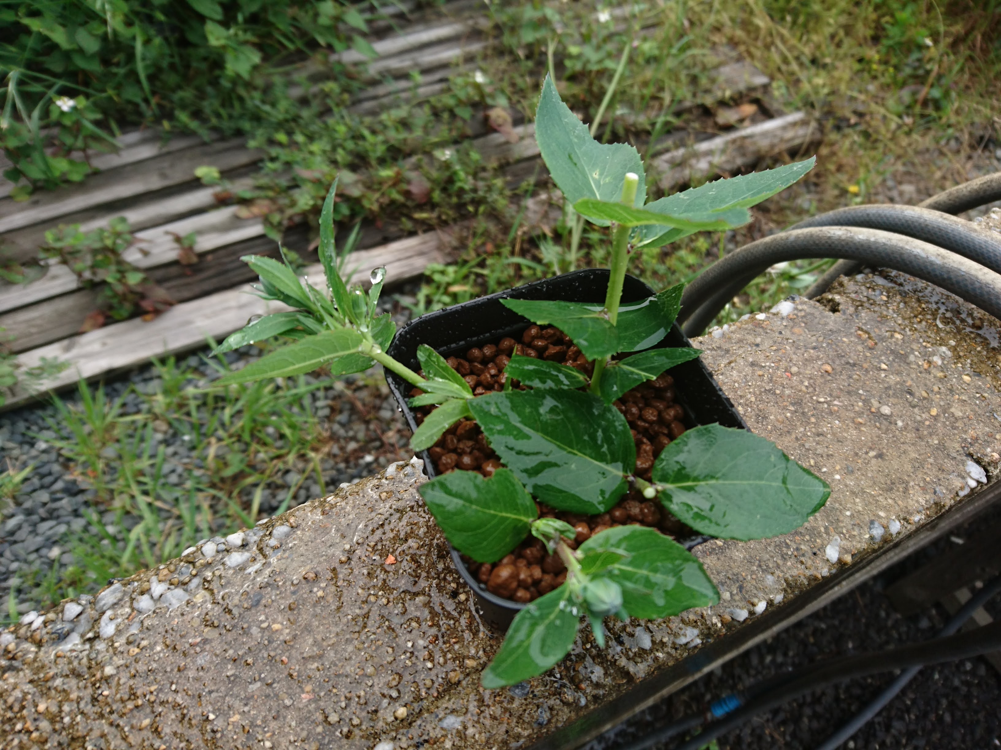 キキョウ 桔梗 の挿し芽 挿し木 を成功させるポイント 摘心や切り戻しの茎 枝 を使って株を増やす方法 メダカの大工