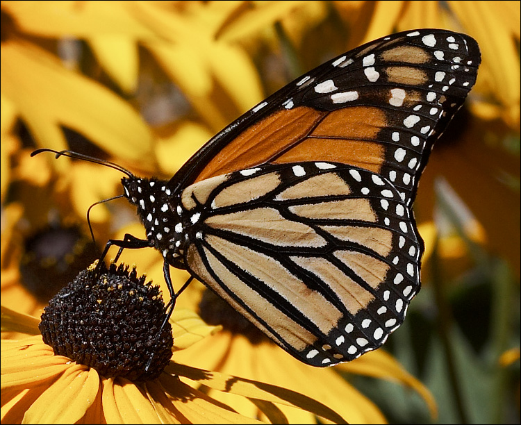 The butterfly is a type of insect that feeds on flower nectar through its 