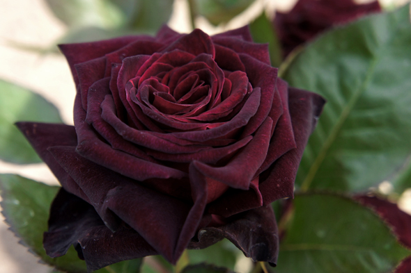 Descubre el Significado de la Rosa Negra