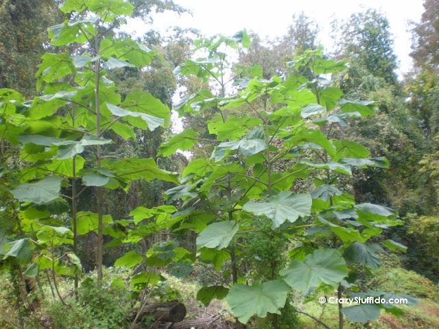 The Empress Dragon Tree or PPaulownia Tree, one of my favorite plants!