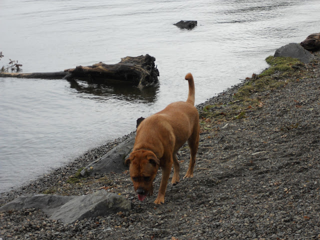 Lake Windermere shore.