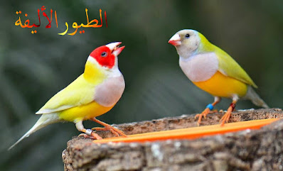 الطيورالأليفة - Pet birds