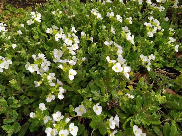 Arabis (Arabis alpina L. subsp. caucasica (Willd.) Briq.).