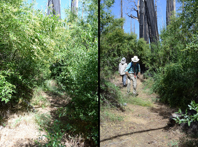 trail section before and after brush clearing