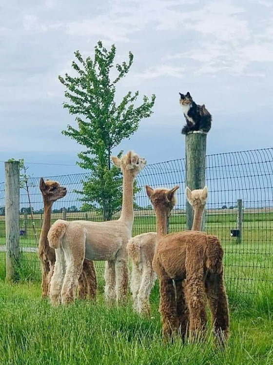 Calico cat delivers speech to her alpaca followers