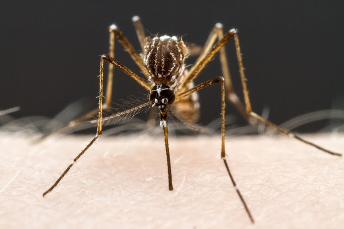  Texas :Primeiro caso de transmissão local do vírus Zika