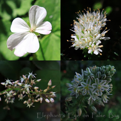 White July flowers