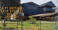 PT Socfindo Membuka Lowongan Kerja Pabrik Kelapa Sawit, Penempatan di Sumatera Utara dan Aceh