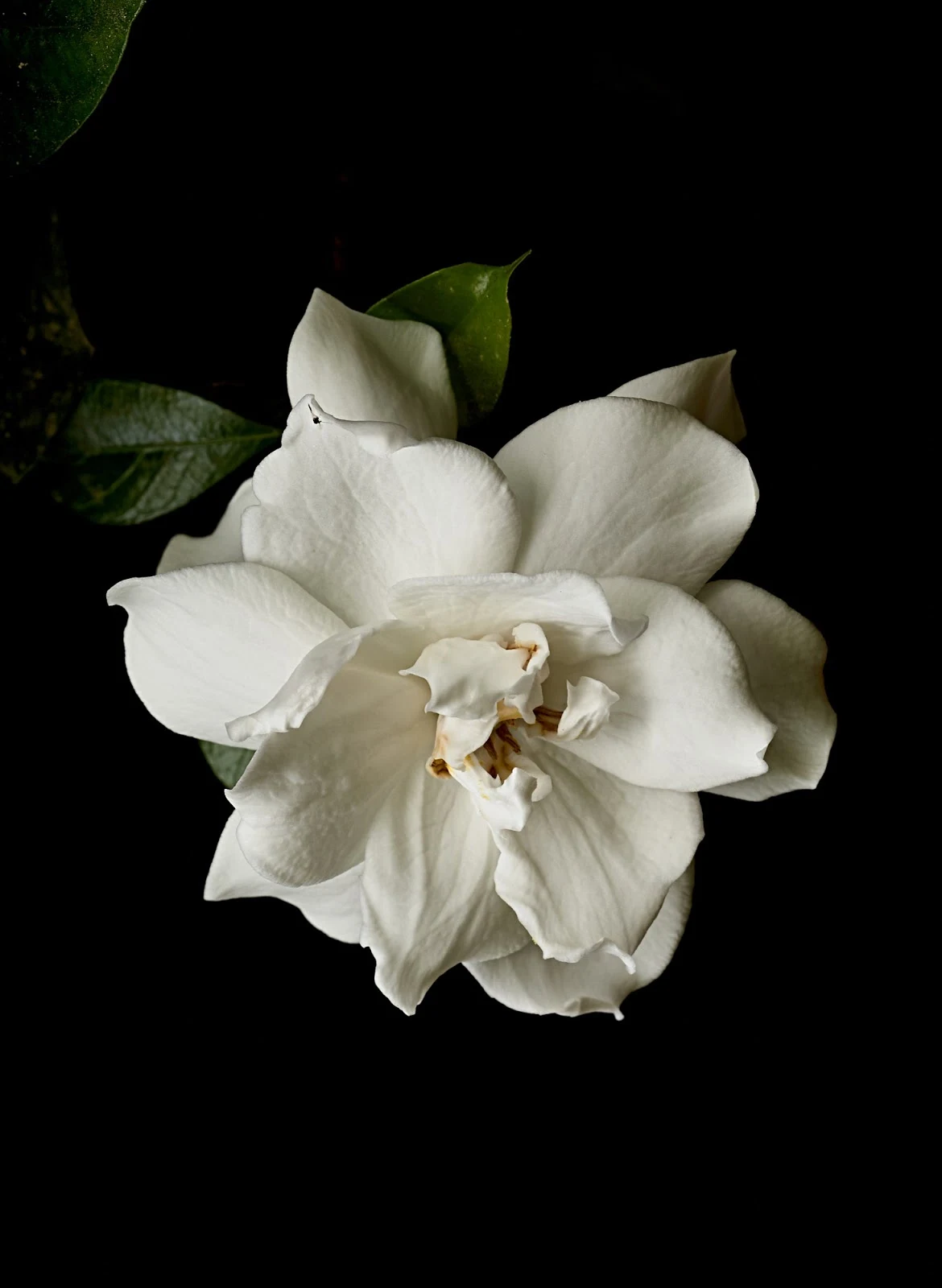 White gardenias are beautiful. Against a black background... even more so.