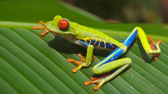 Amphibian collapses increased malaria incidence in Central America