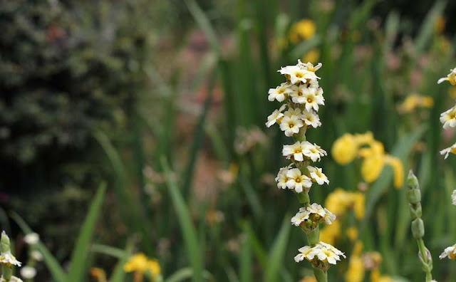 Sisyrinchium Striatum Flowers Pictures