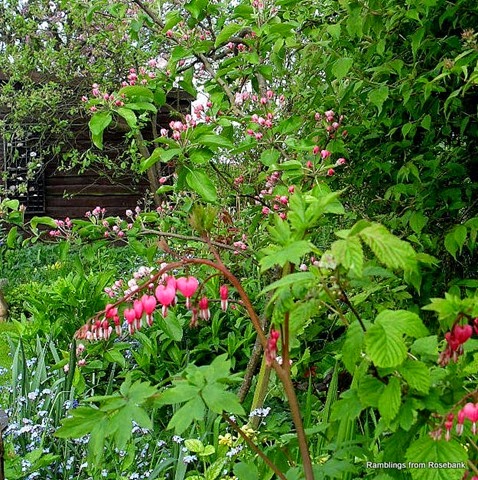 dicentra and apple blossom