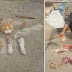 Lebanese Man Cuts a Cat and Proudly Posts His Photos