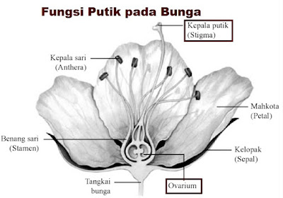  Keberadaan putik pada bunga memegang peranan penting bagi kelangsung spesies suatu tanama Fungsi Putik pada Bunga