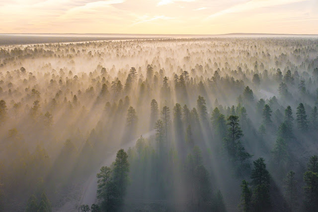 fogg with trees top view drone 