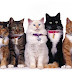 A Look At Cat Breeds