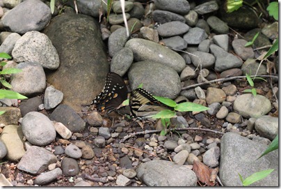 butterflies