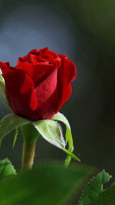 close up gambar bunga mawar merah