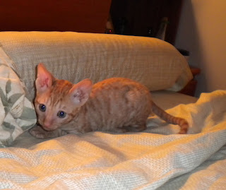 Red Tabby Cornish Rex kitten ready to pounce