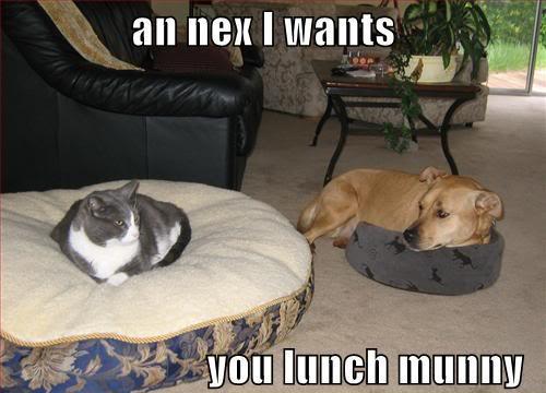 funny-pictures-cat-steals-dog-bed.jpg