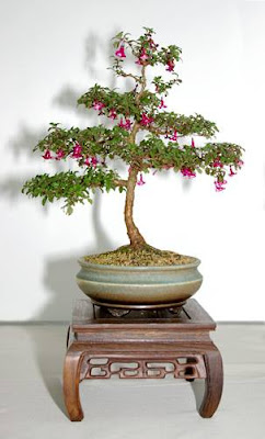 Bonsai Anting India (fuchsia)