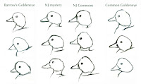 Birds Of The Northeast Identification