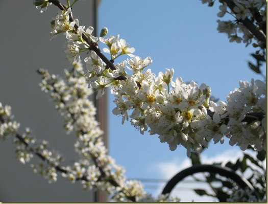 inizi primavera 011