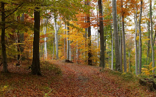 Autumn Forest