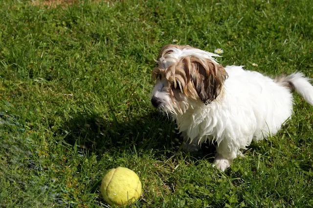 Coton De Tulear