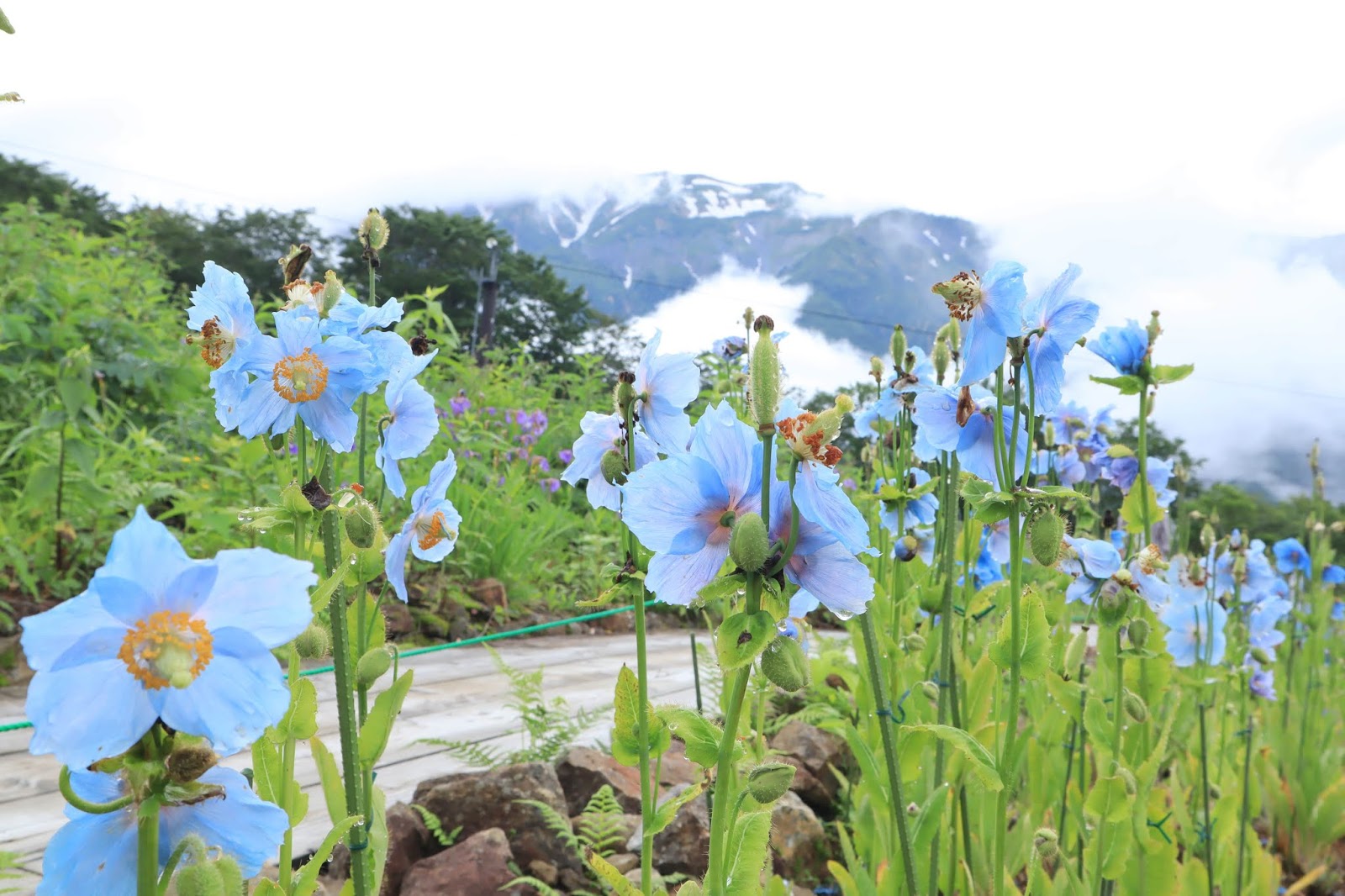 立山ガール日記 幻の青いケシが見られる 白馬五竜高山植物園へ