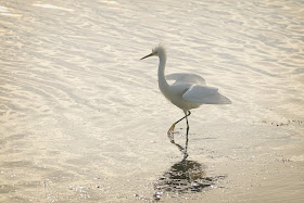 Snowy Egret.
