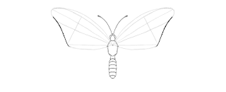 how-to-draw-butterfly-2-8
