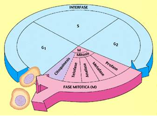 El ciclo celular es una idealización, no todas las células lo completan, y la duración de cada etapa es variable, además, solo aplica para las células eucariotas.