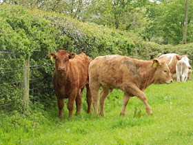 Calves in field, Cornwall
