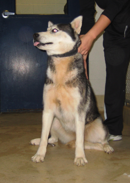 huskyrescue003.azFjTIHRsct9.jpg