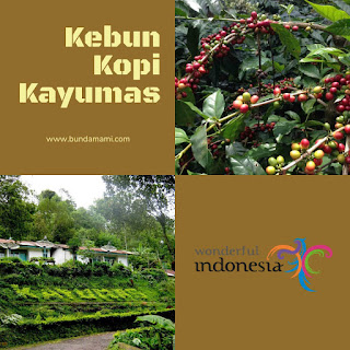 Kebun Kopi Banyumas