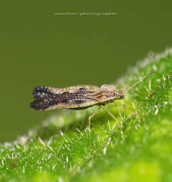 Weird tiny Shield bug