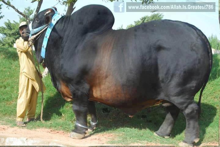 Foto Sapi Raksasa, Sapi Qurban Super Besar 