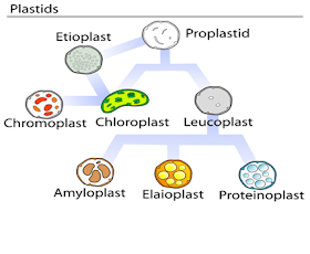 kelompok plastida