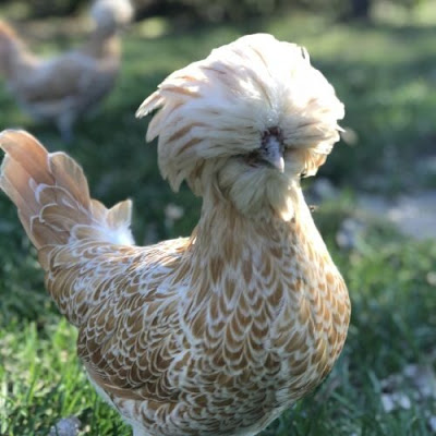 Buff Laced Polish are very rare breed of chickens.