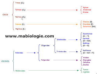 Classification des glucides 