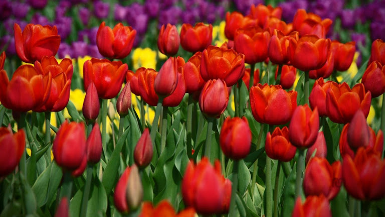 Tulips Flowers HD Wallpaper 13